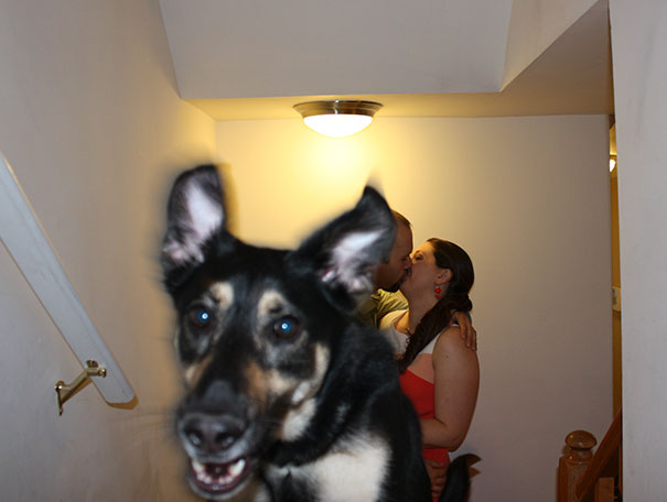 funny-dog-photobombs-82-58ef38eadf6c7__605