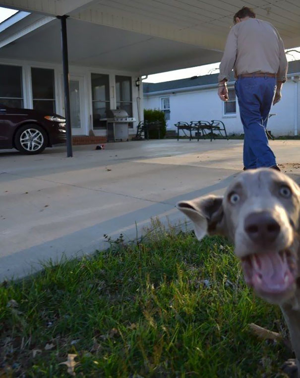 funny-dog-photobombs-48-58ee1c8985a07__605