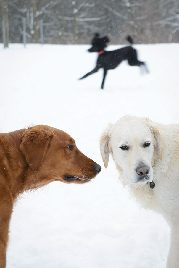 funny-dog-photobombs-79-58ef3368b0382__605