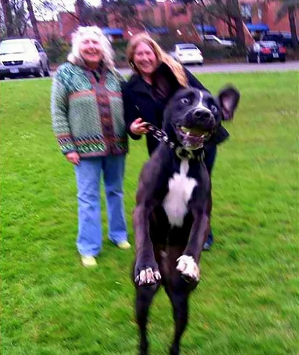 funny-dog-photobombs-44-58ee192b49cb0__605