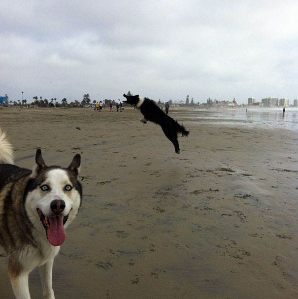 funny-dog-photobombs-24-58ecea990c0b1__605