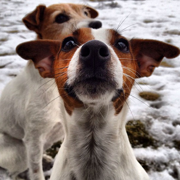 funny-dog-photobombs-71-58ef3013b9ea6__605