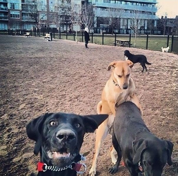 funny-dog-photobombs-42-58ee17c53f1a7__605