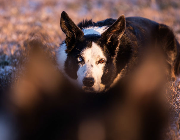 funny-dog-photobombs-72-58ef30545d643__605