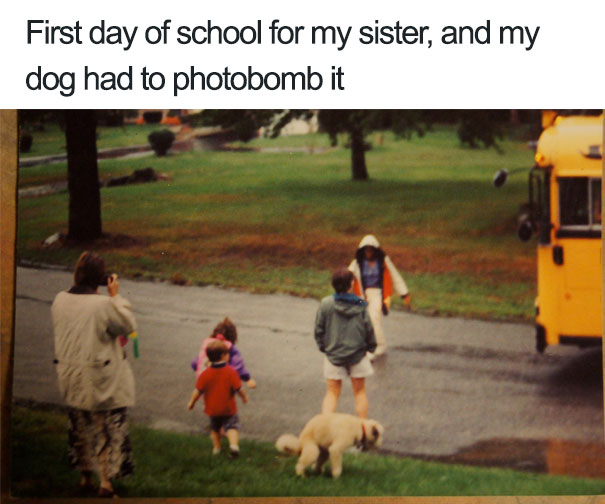 funny-dog-photobombs-98-58f0859651593__605