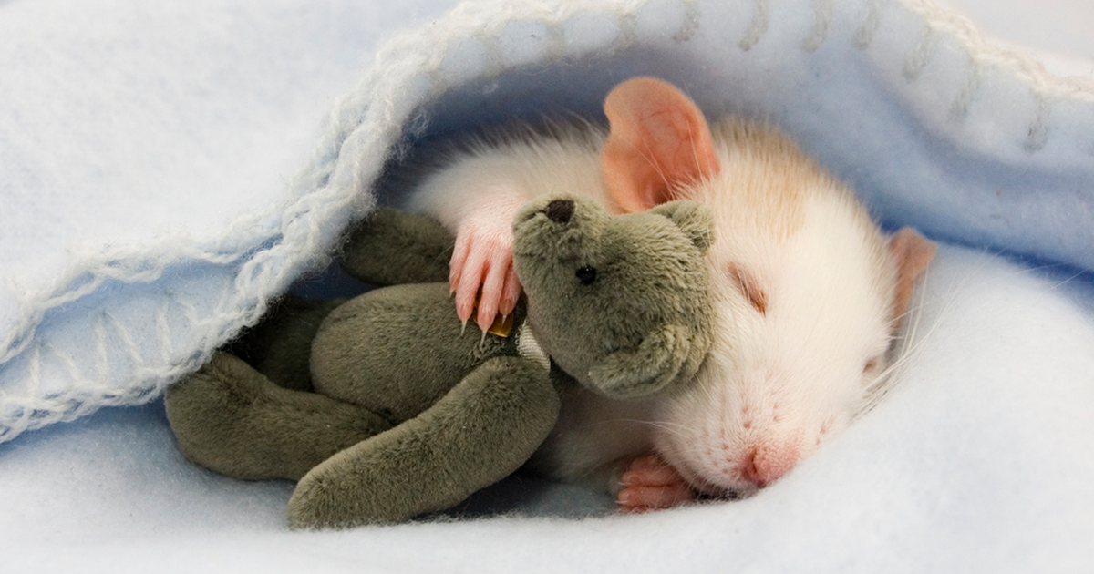 Animals-Sleeping-Cuddling-Stuffed-Toys-fb
