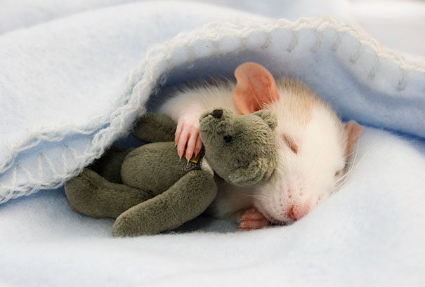 animals-sleeping-cuddling-stuffed-toys-107-58ef891d22801__605