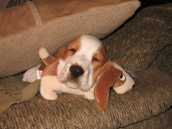 animals-sleeping-cuddling-stuffed-toys-103-58ef84f81e3ae__605