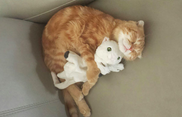 animals-sleeping-cuddling-stuffed-toys-106-58ef885967992__605