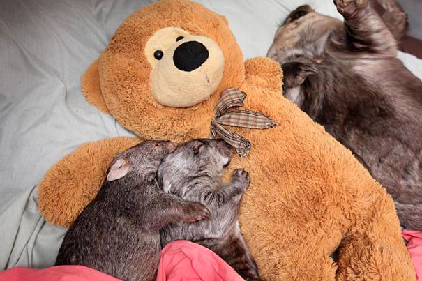 animals-sleeping-cuddling-stuffed-toys-110-58ef8bfec1529__605