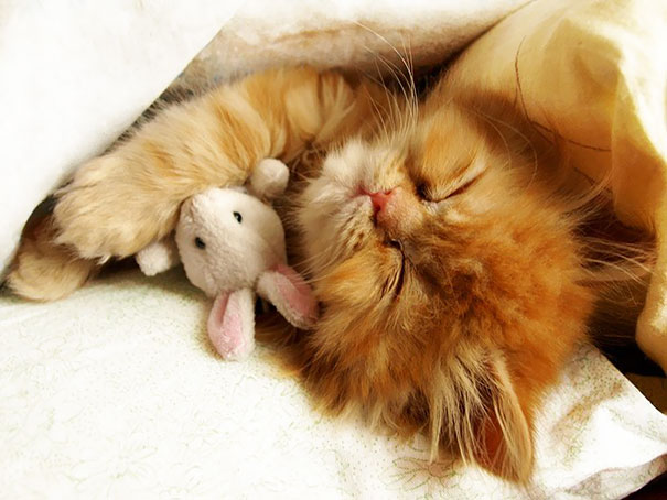 animals-sleeping-cuddling-stuffed-toys-111-58ef8d816734a__605