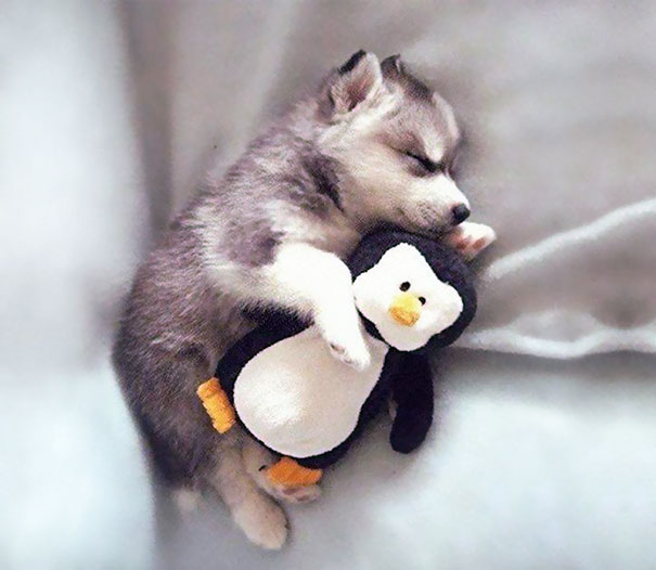 animals-sleeping-cuddling-stuffed-toys-118-58f069e1785d3__605