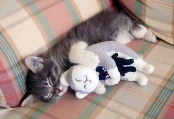 animals-sleeping-cuddling-stuffed-toys-122-58f06e90af89e__605