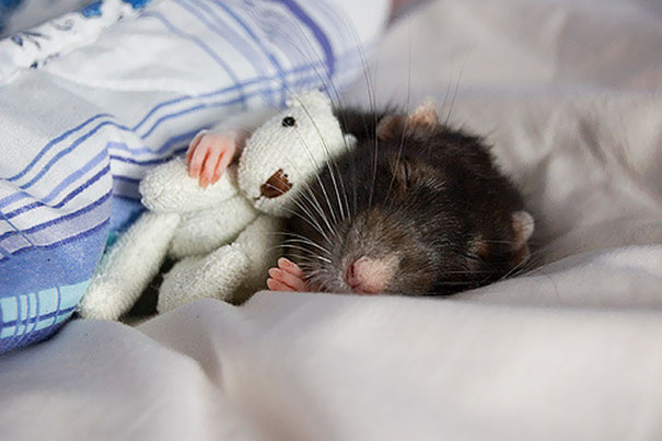 animals-sleeping-cuddling-stuffed-toys-101-58ef80e52dc18__605