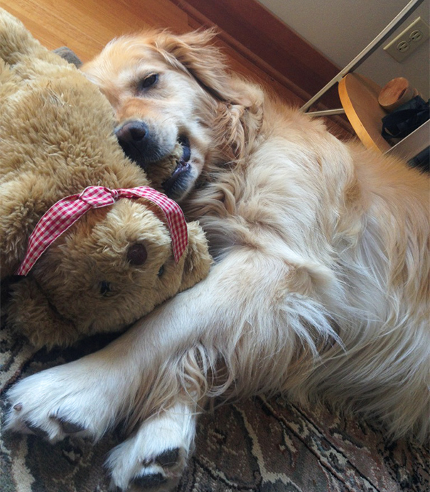 animals-sleeping-cuddling-stuffed-toys-129-58f0751500deb__605