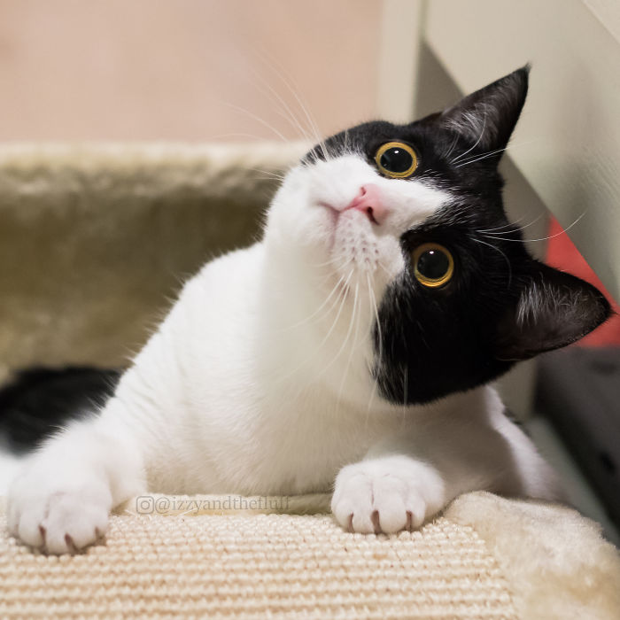 Meet-Izzy-the-cat-with-the-most-expressive-face-58ec1923724ae__700