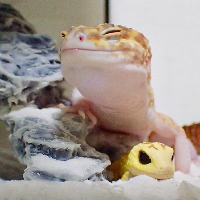 Ce gecko ne peut pas arrêter de sourire quand il est à côté de son jouet