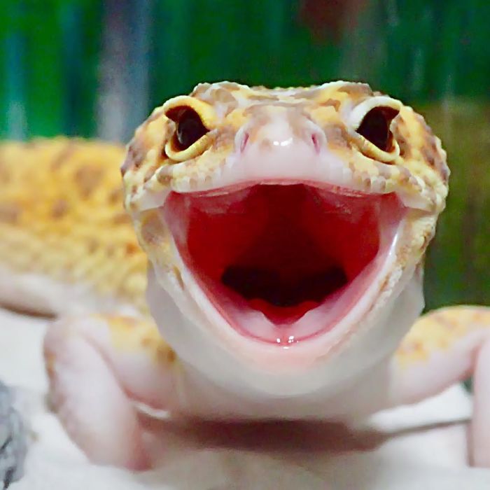 Ce gecko ne peut pas arrêter de sourire quand il est à côté de son jouet