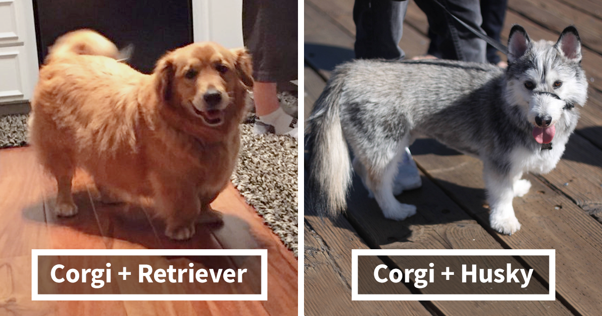 corgi-mix-cross-breeds-fb12