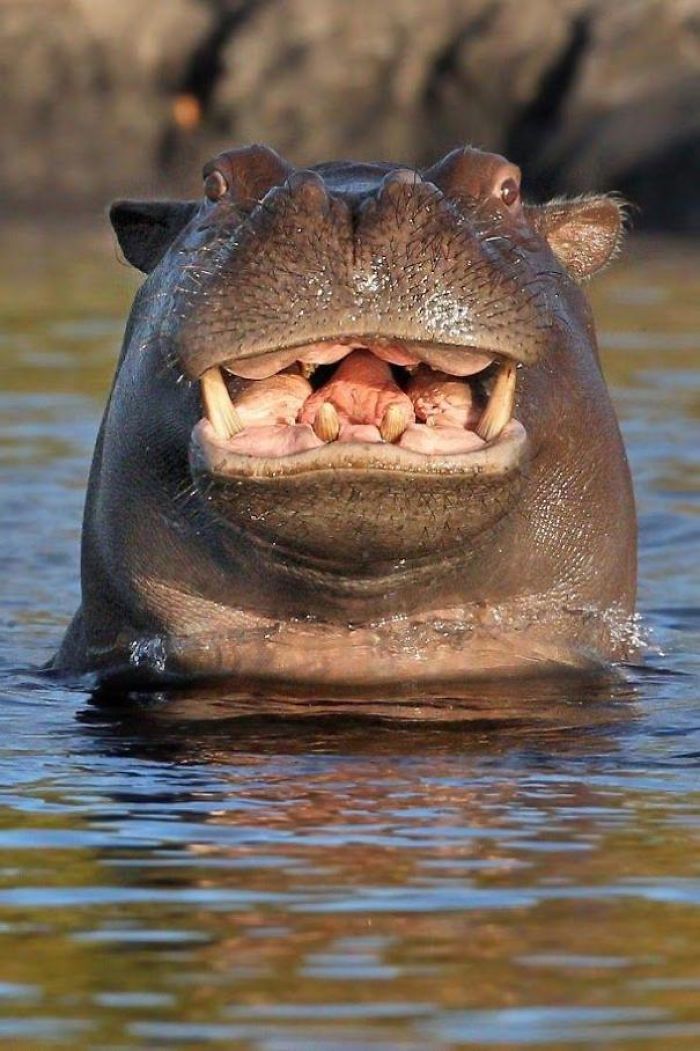 Plus De 10 Bébé Hippopotames Qui Rendront Tout Meilleur - Page 2 Sur 2