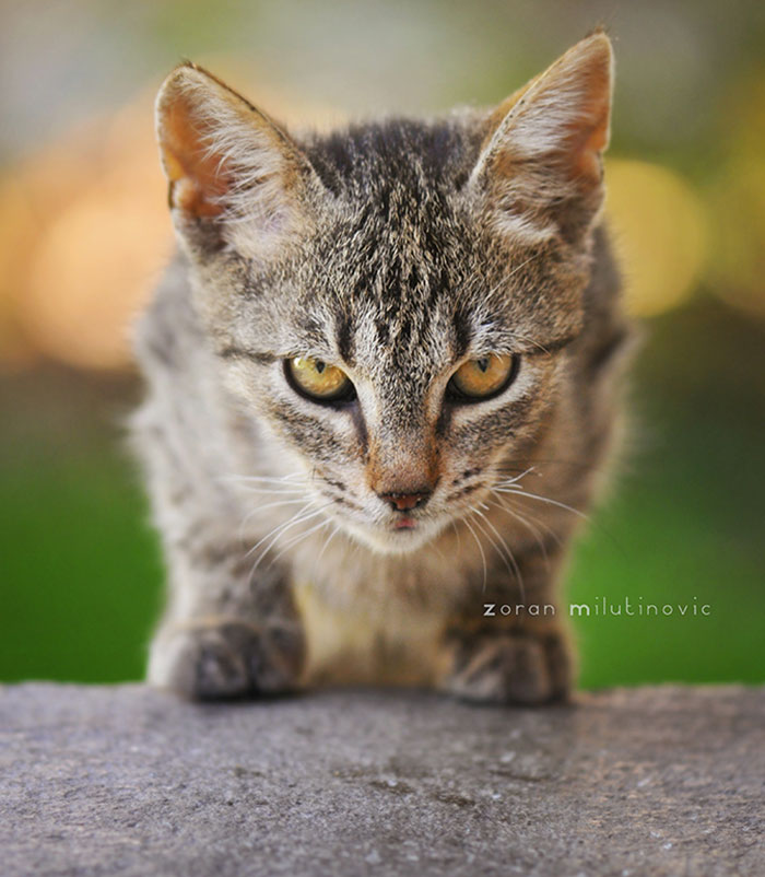 angry-kittens-15-591c06303f89b__700