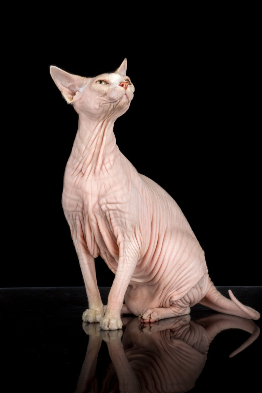 Plus De 10 Photos De Chat Sphynx