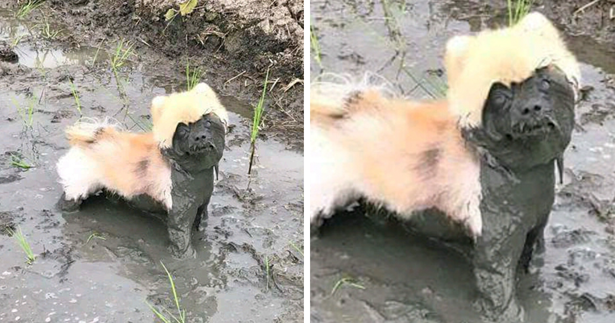 dirty-dogs-playing-in-mud-fb2