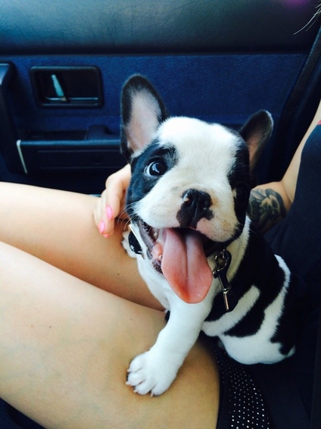 16-happy-dogs-who-just-met-their-humans-for-the-first-time-01