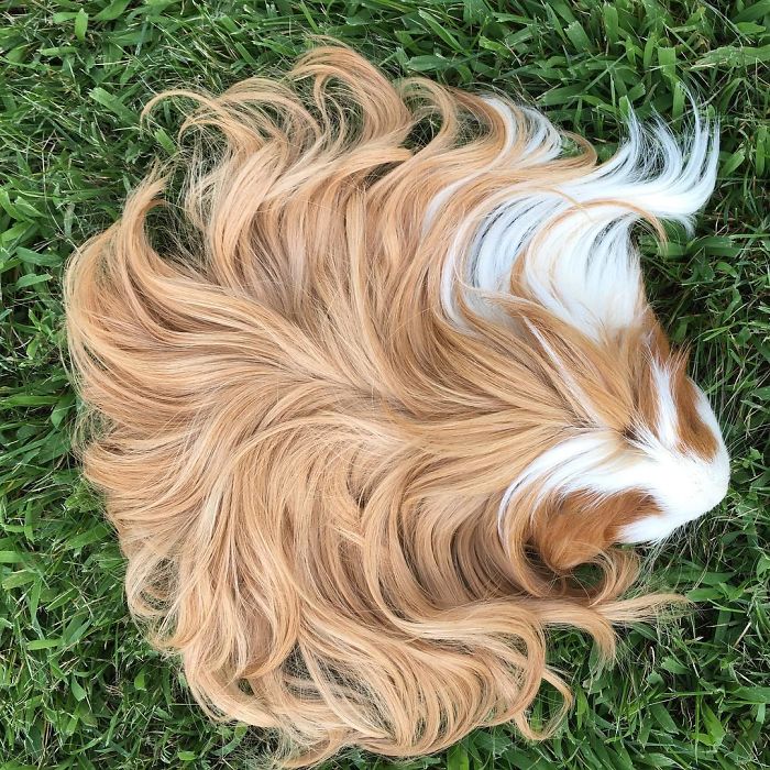 long-haired-guinea-pigs-58fde6ce7d342__700
