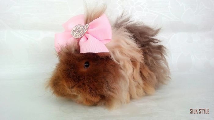 long-haired-guinea-pigs-58fde8cddc2f0__700