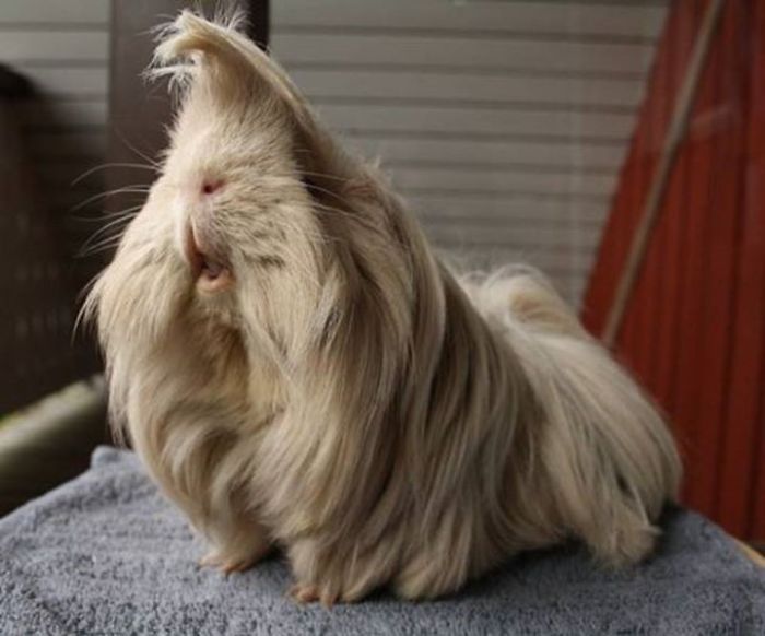 long-haired-guinea-pigs-58fded24592b6__700