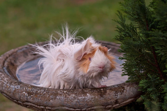 long-haired-guinea-pigs-58fde35cd07dc__700