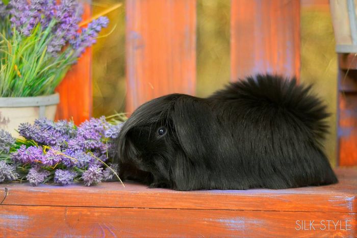 long-haired-guinea-pigs-58fde8cb7b13f__700