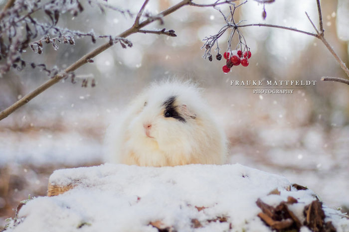 candy_in_the_snow__by_apopfrauks-davusun-5901e0eada331__700