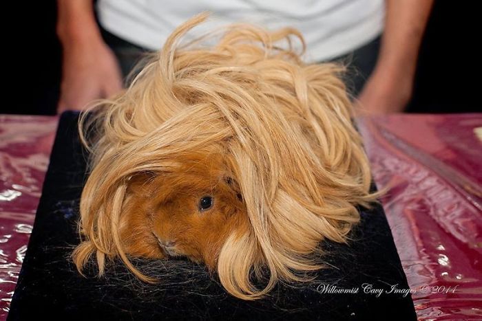 long-haired-guinea-pigs-51-5910724d5be26__700