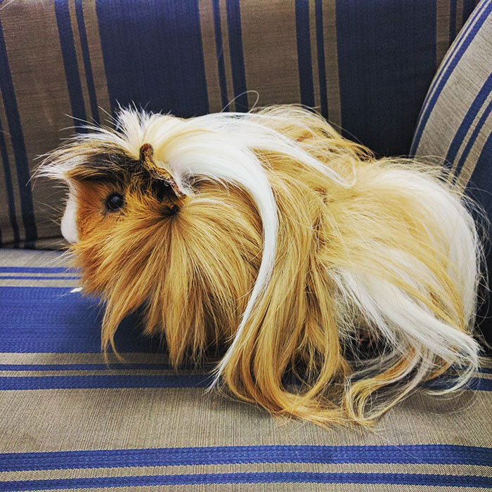 long-haired-guinea-pigs-154-591474cad8d59__700