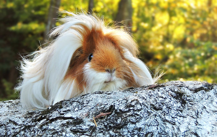 long-haired-guinea-pigs-58fde29577158__700