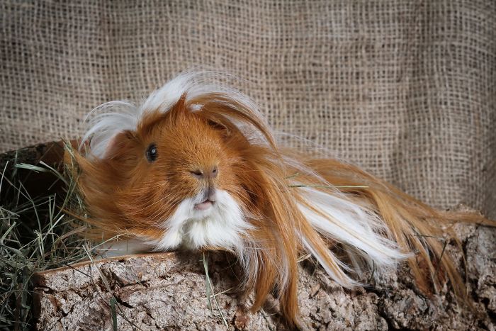 long-haired-guinea-pigs-58fde52275e22__700