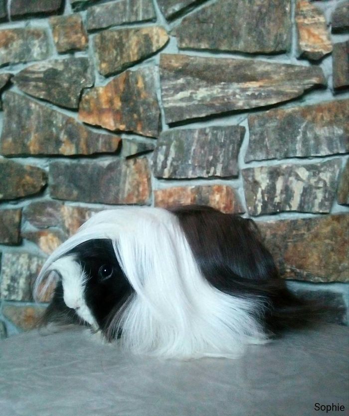 long-haired-guinea-pigs-58fde8c70a65d__700