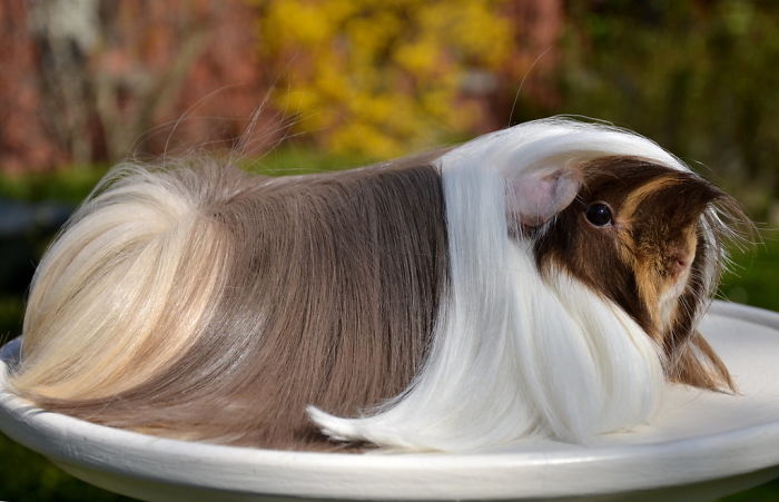 Plus de 30 cochon d'Inde avec des poils les plus majestueux