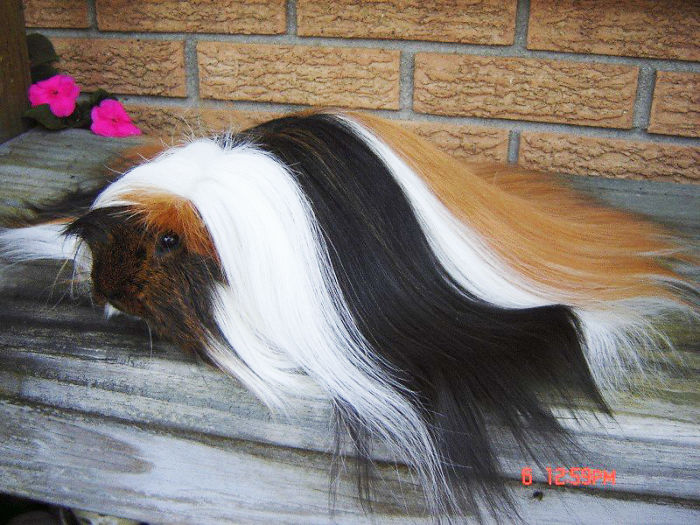 long-haired-guinea-pigs-53-5910736a296c5__700