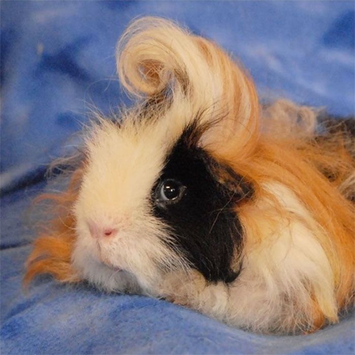 long-haired-guinea-pigs-150-59146db2b9b37__700