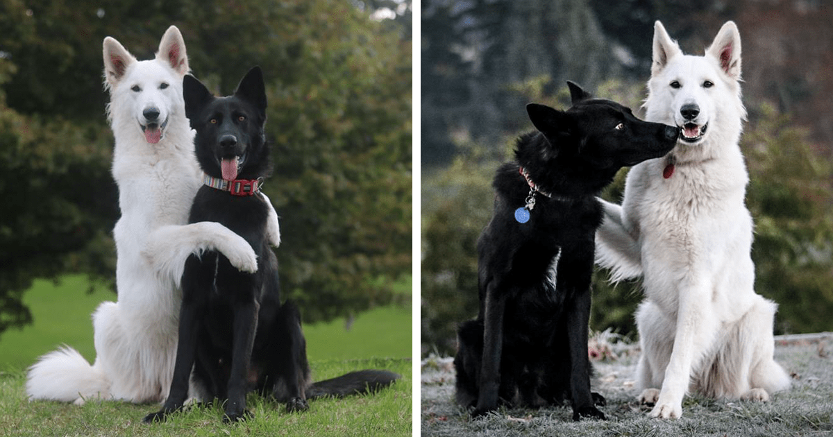 Ces photos de "mariage" de chien ont un succès fou sur 
