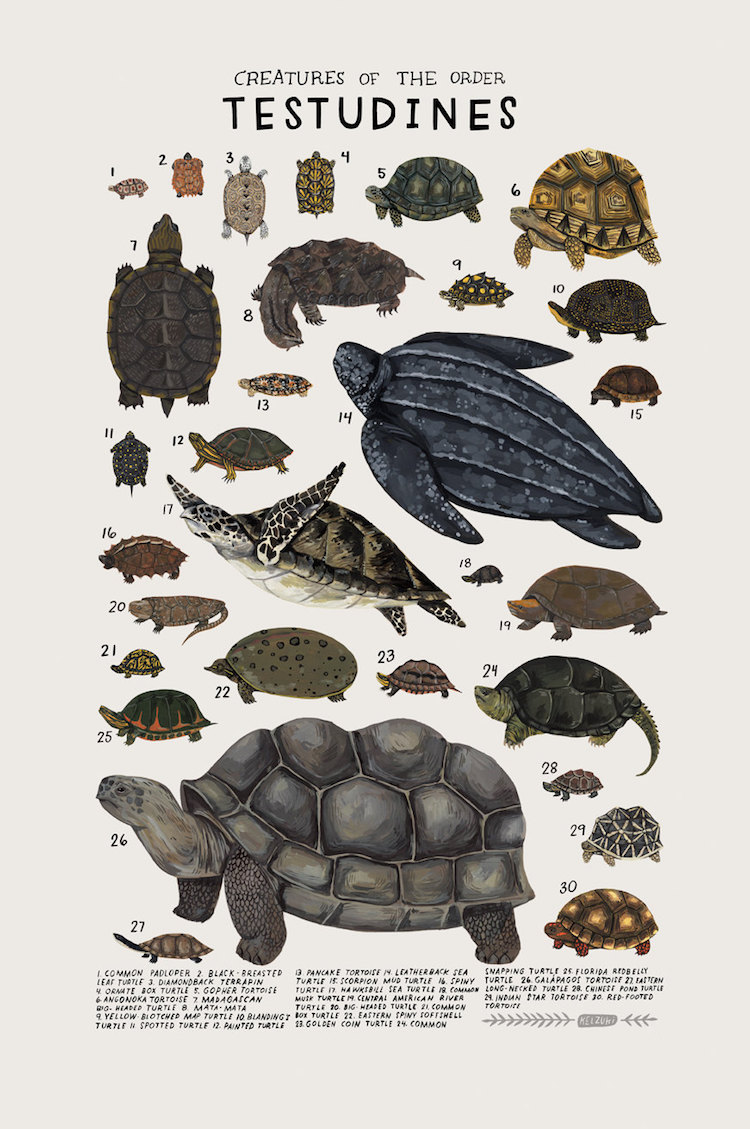 Des affiches ravissantes illustrent la belle diversité du règne animal