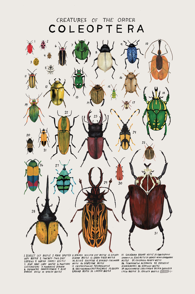 Des affiches ravissantes illustrent la belle diversité du règne animal