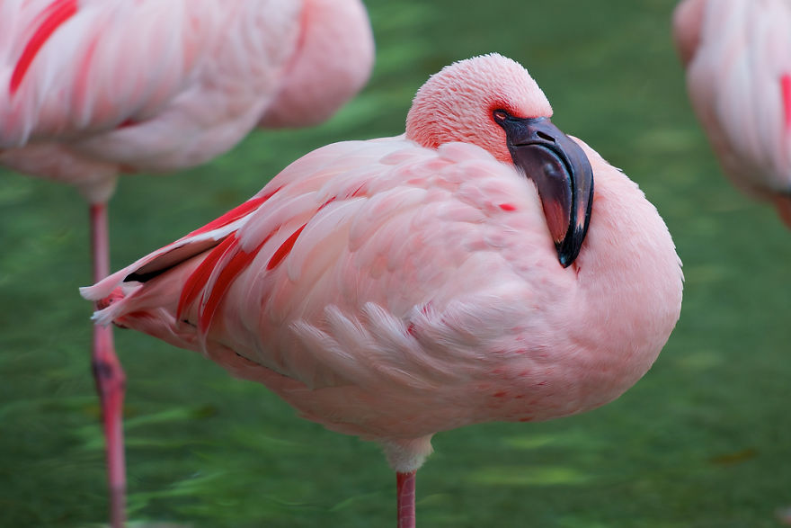 c9a5551c5bb47514226dfc1d452ecdb8_pink-flamingo-day-2017-592446c9e3141__880