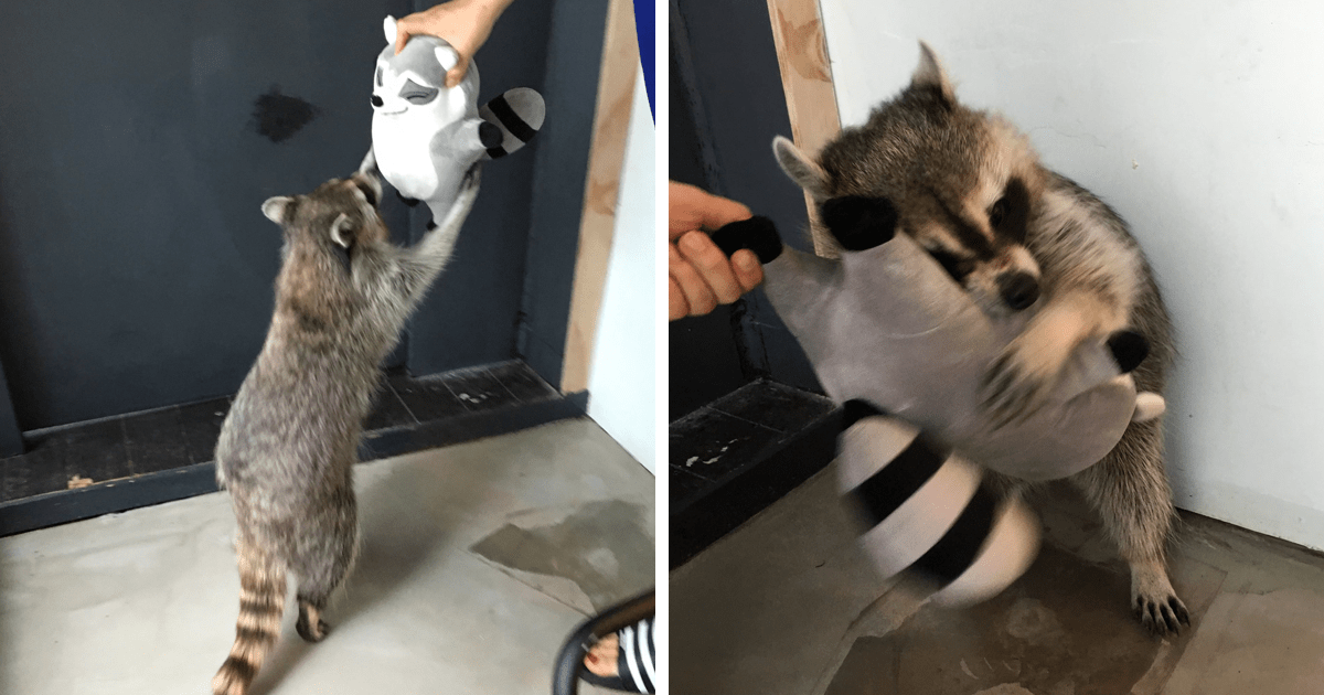 7261e6d36a92d2c56c37f7e46ce498ab_adorable-cute-raccoons-fb