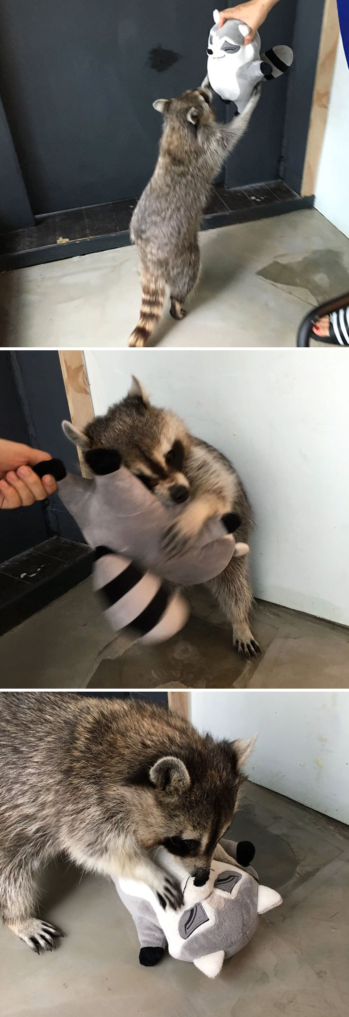 d4e2989ed542e853a316c15f1702f5fd_adorable-cute-raccoons-1-59560d2d0e26f__700