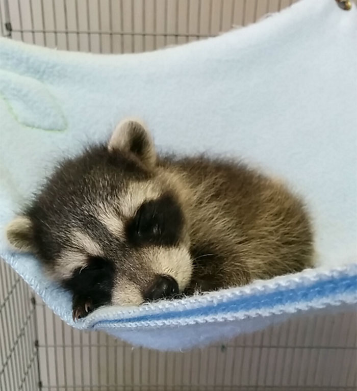 87d6ac95de7c98e581277f96766f3b90_adorable-cute-raccoons-154-59564ee659940__700