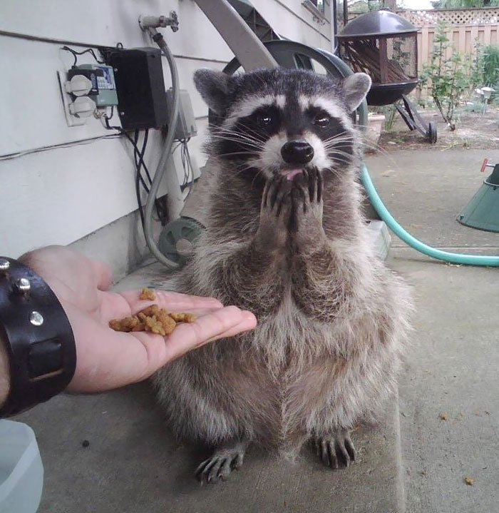 281d014cad456c890f291783747a43b5_adorable-cute-raccoons-66-59563d8b8304f__700